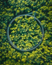 Fietsen door de bomen - Belgium - Drone photo