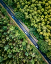 Forest road - The Netherlands - Drone photo