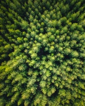 Forest  - Iceland - Drone photo