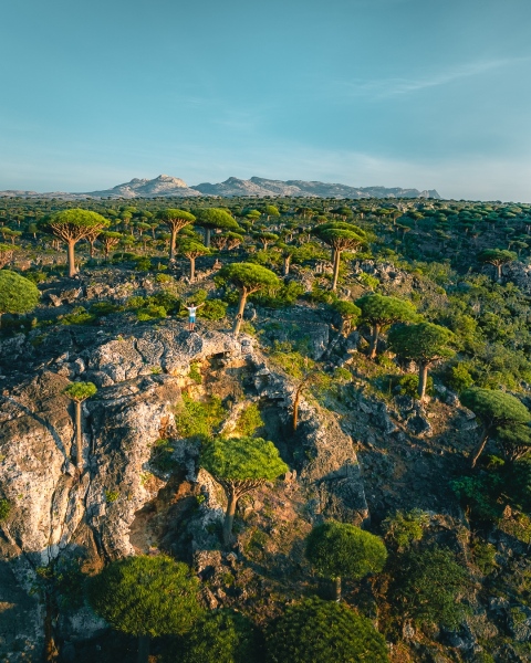 Dragon blood trees - Socotra - Drone trip