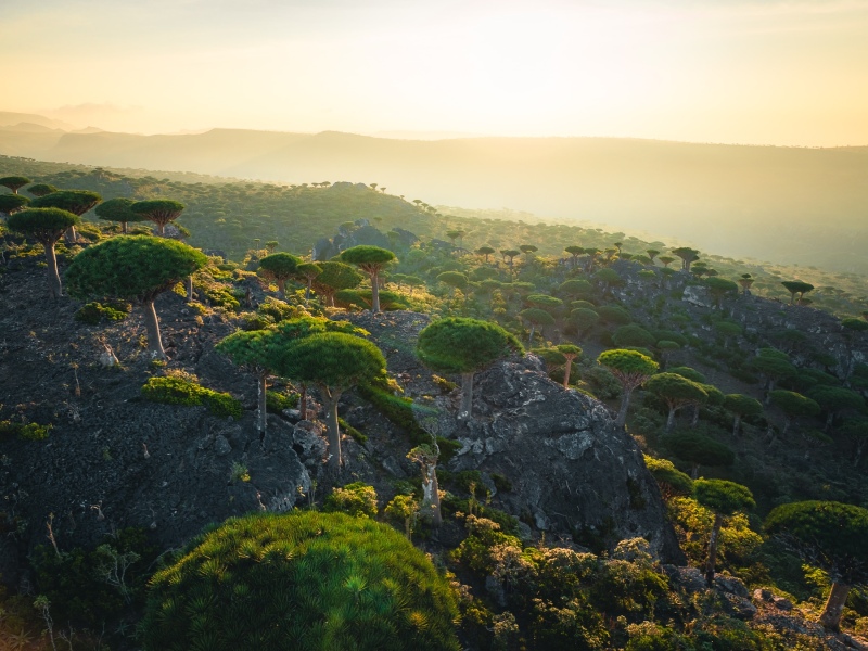 Dragon Blood Trees - Socotra - Drone trip