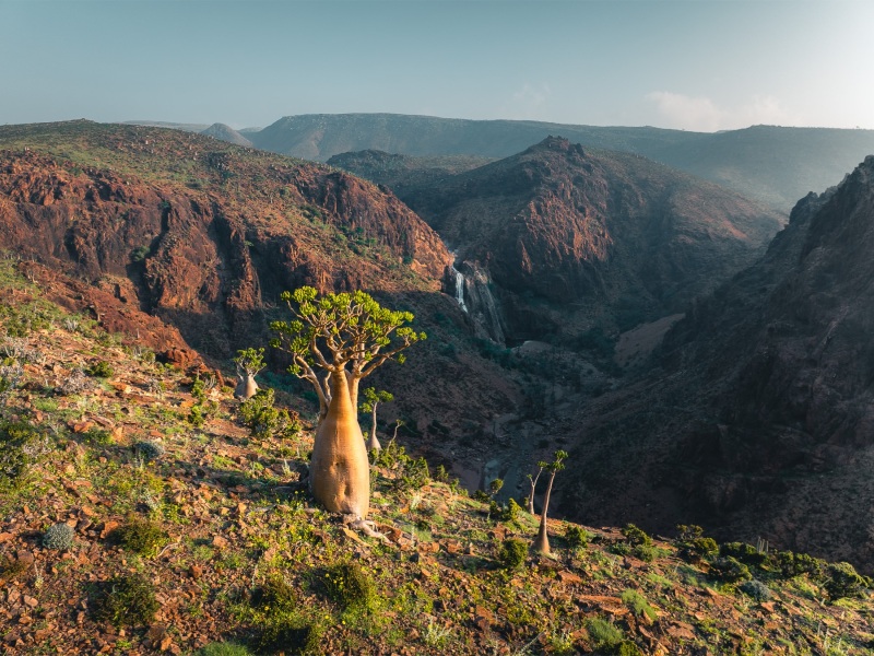 Bottle tree - Socotra - Drone trip