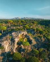 Dragon Blood Trees - Fermhin, Socotra - Drone photo