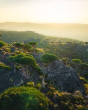 Dragon Blood Trees - Fermhin, Socotra - Drone photo