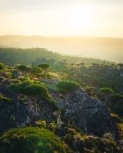 Dragon Blood Trees - Fermhin, Socotra - Drone photo