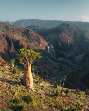 Bottle tree - Diburak, Socotra - Drone photo